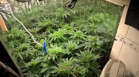 Growreport Bild 5