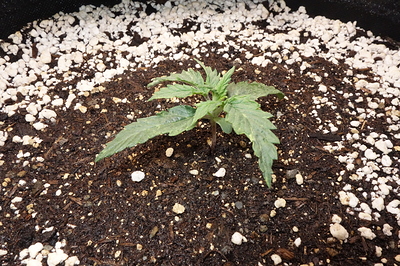 Growreport Bild 23