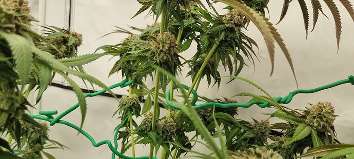 Growreport Bild 13