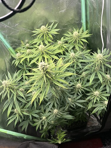 Growreport Bild 8