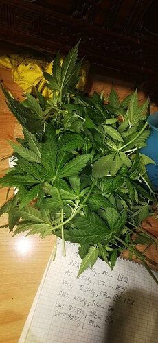 Growreport Bild 1