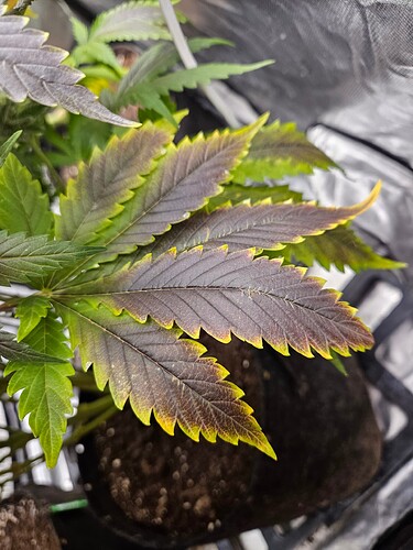 Growreport Bild 14