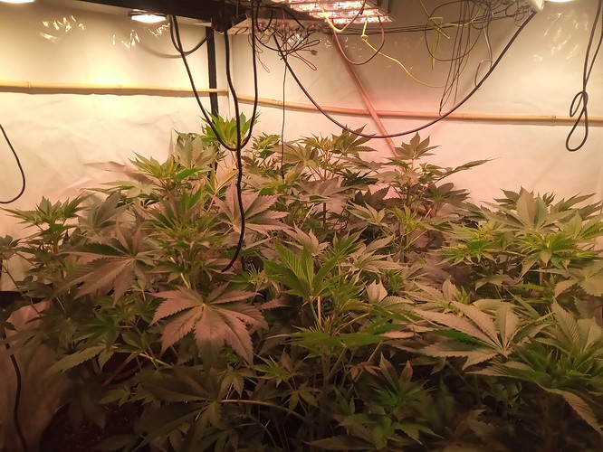 Growreport Bild 29