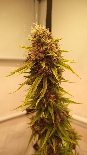 Growreport Bild 9