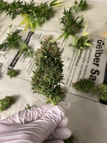 Growreport Bild 8