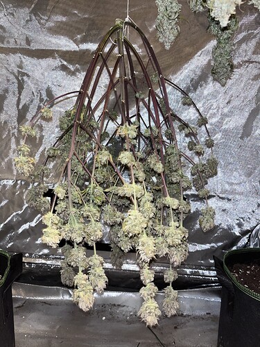 Growreport Bild 4