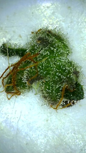 Growreport Bild 25