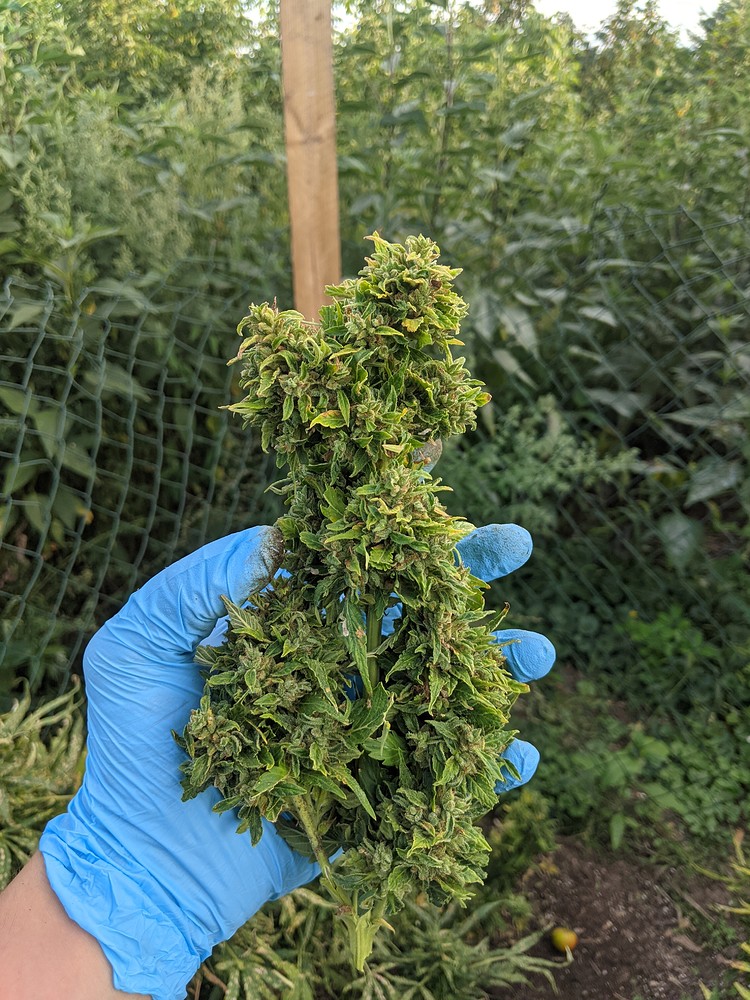 Erster Grow - Autoflowers mit Indoor-Vorzucht