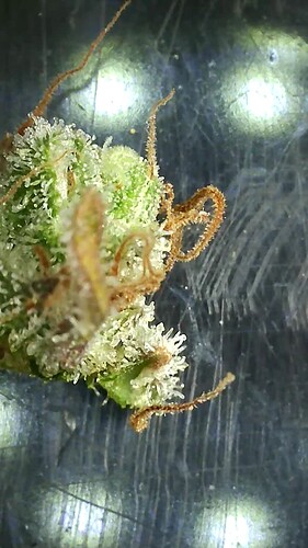 Growreport Bild 13