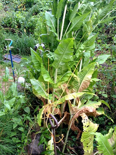 070_StarkregenKarden2