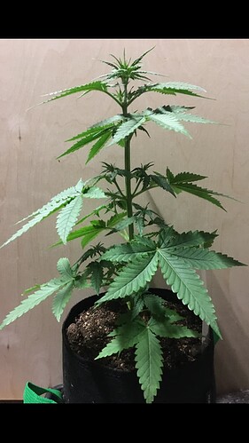 Growreport Bild 2