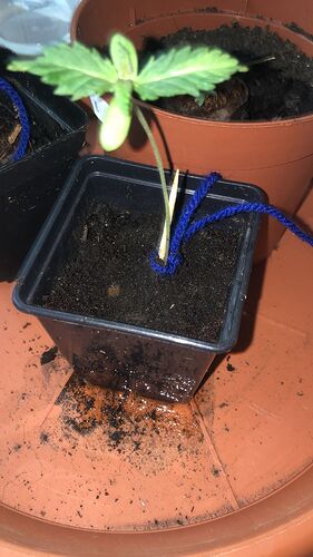 Growreport Bild 4