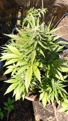 Growreport Bild 2