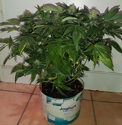 Growreport Bild 10