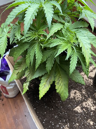 Growreport Bild 37