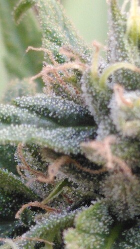 Growreport Bild 4