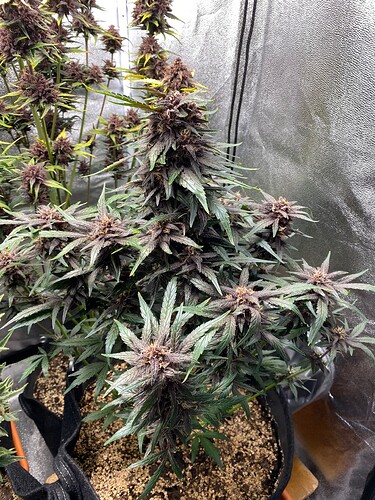 Growreport Bild 5