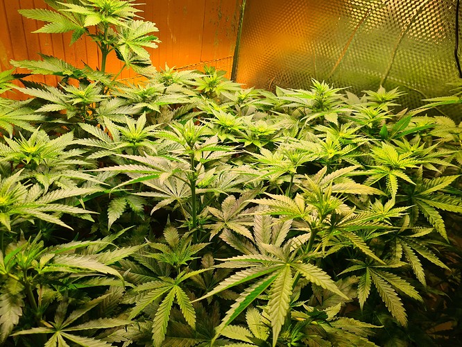 Mehrere junge Cannabispflanzen in der Blütephase, die dicht beieinander in einem Growzelt stehen. Die Pflanzen zeigen deutliche Anzeichen von Bud-Produktion.