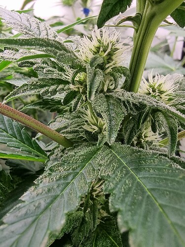 Growreport Bild 3