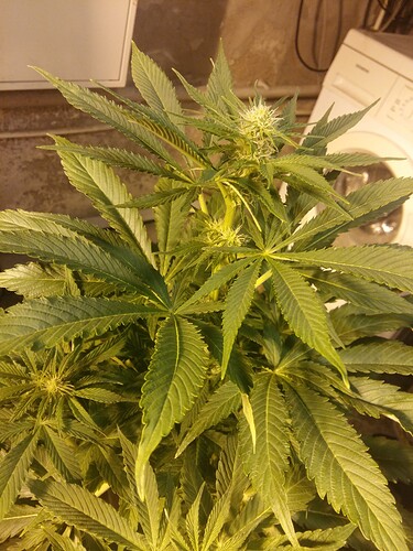 Growreport Bild 3