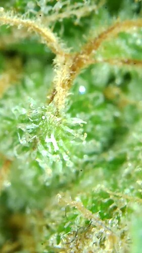 Growreport Bild 64