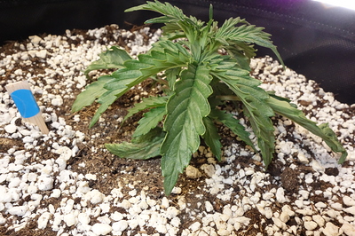 Growreport Bild 1
