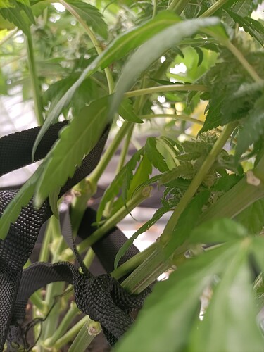Growreport Bild 13