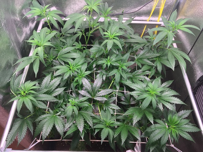 Growreport Bild 1