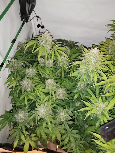 Growreport Bild 6