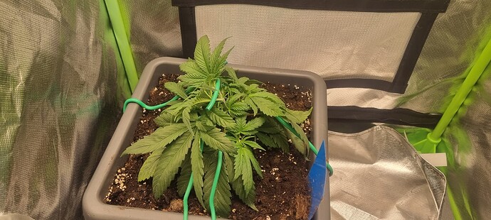 Growreport Bild 6