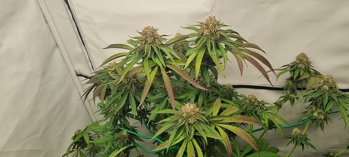 Growreport Bild 8