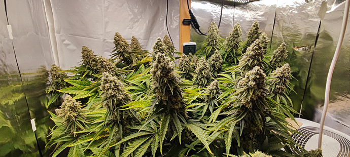 Growreport Bild 1