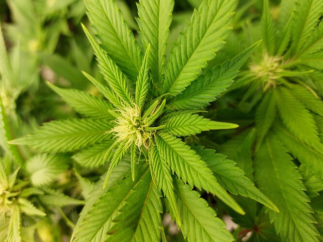 Growreport Bild 3