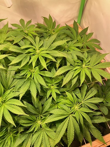 Growreport Bild 4