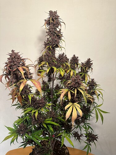Growreport Bild 4