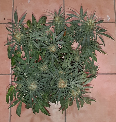 Growreport Bild 11