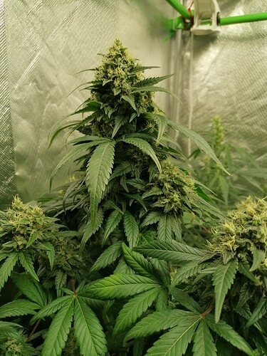 Growreport Bild 11