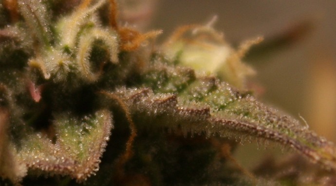 Growreport Bild 4