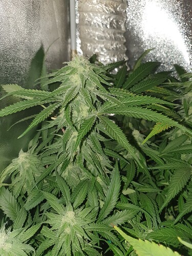 Growreport Bild 13