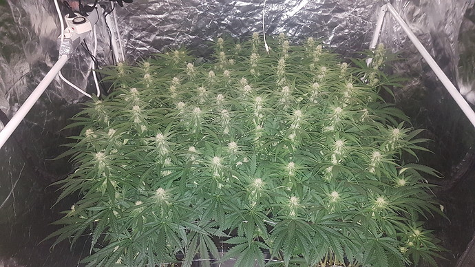 Growreport Bild 7