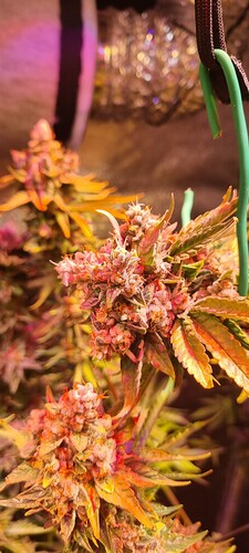 Growreport Bild 29