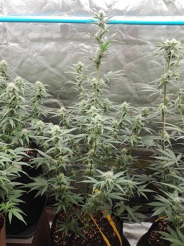 Growreport Bild 5