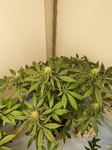 Growreport Bild 20