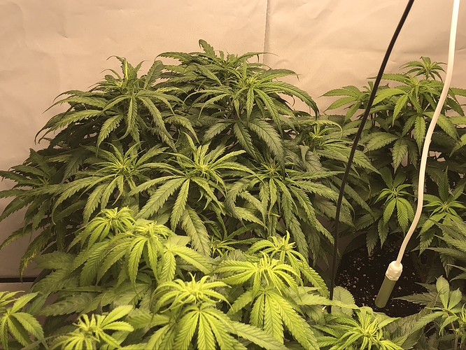 Growreport Bild 4