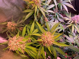 Growreport Bild 29