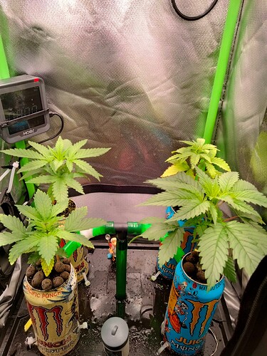 Growreport Bild 2
