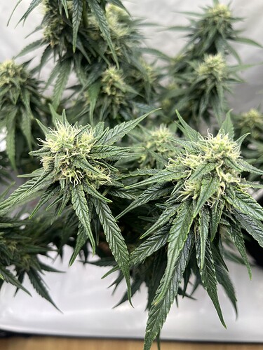 Growreport Bild 2