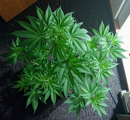 Growreport Bild 11