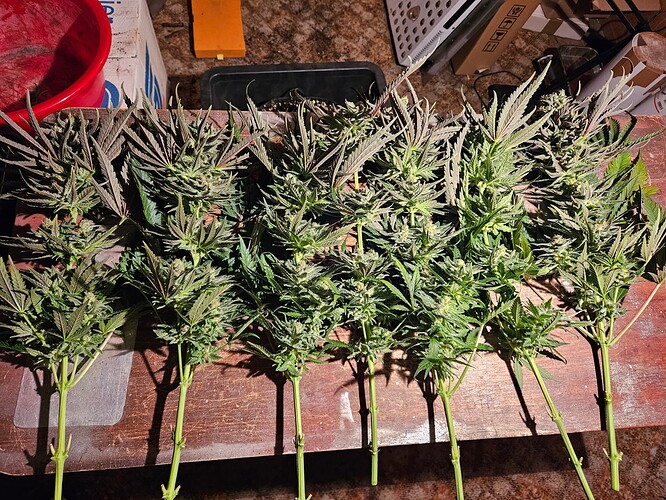 Growreport Bild 56