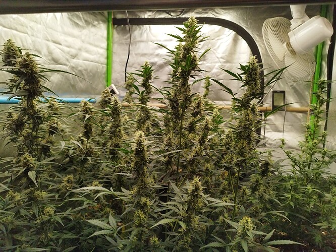 Growreport Bild 5